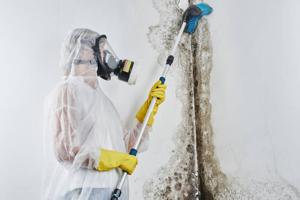 Best Mold Damage Repair  in Sweet Home, OR