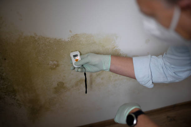 Best Mold Remediation  in Sweet Home, OR
