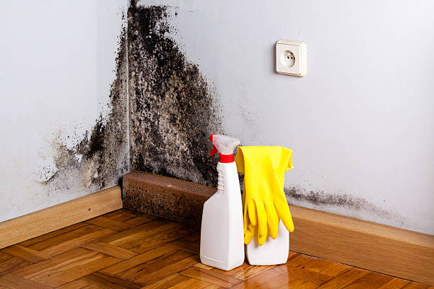 Best Certified Mold Removal  in Sweet Home, OR