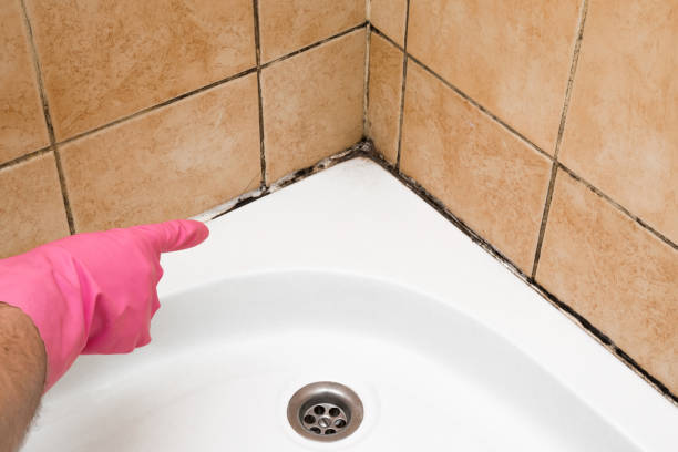 Crawl Space Mold Removal in Sweet Home, OR