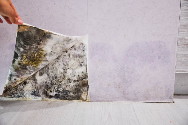 Best Mold Removal Near Me  in Sweet Home, OR